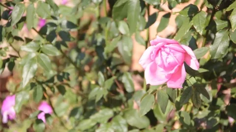 Rose garden, background, motion, wind Stock Footage 79657630