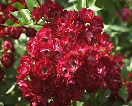 Rose in the garden (Close Up) 스톡 동영상 273569