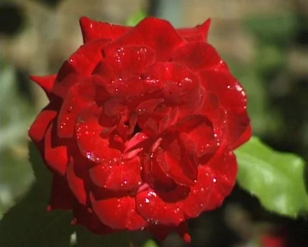 Rose in the garden (Close Up) Stock Footage