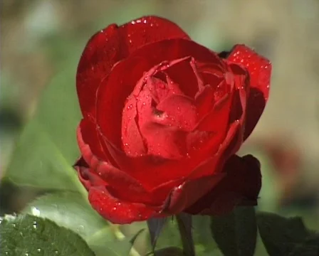 Rose in the garden (Close Up) Stock Footage