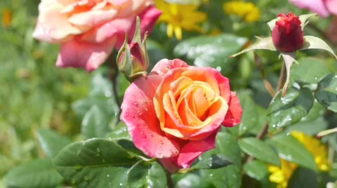Rose garden. Stock Footage 701387