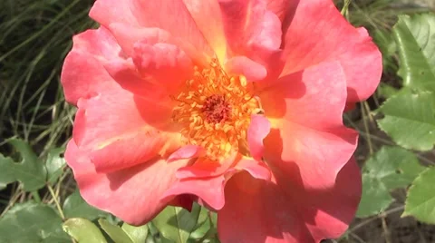 Rose in the garden. Stock Footage 7747812