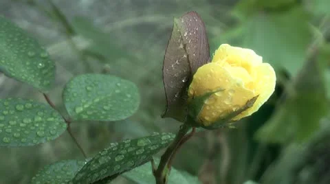 Rose,in the garden Stock Footage 11883525