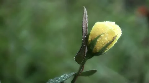 Rose,in the garden Stock Footage 11883549