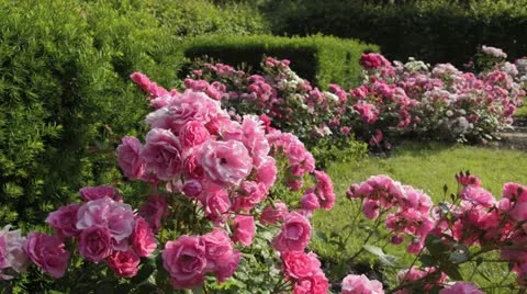 Rose garden Stock Footage 18080352