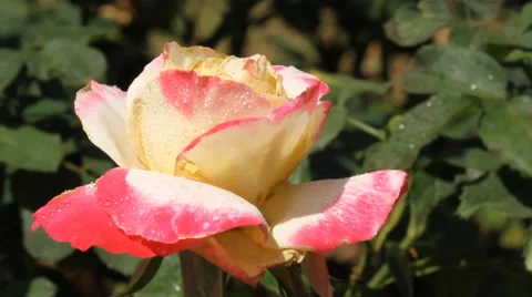 Rose in garden Stock Footage 50591420