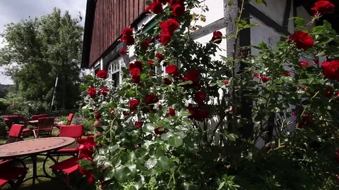 Rose garden Stock Footage 74961799