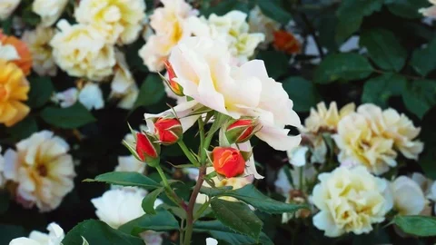 Rose Garden Stock Footage 83908959
