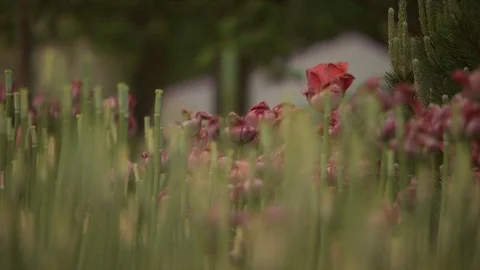 Rose Garden Stock Footage 123796201