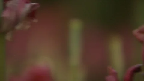 Rose Garden Stock Footage 123797802