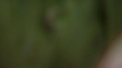 Rose Garden Stock Footage 123798099