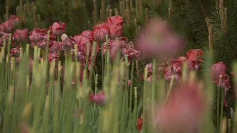 Rose Garden Stock Footage 123798608