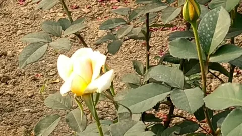 Rose in the garden Stock Footage 126752348