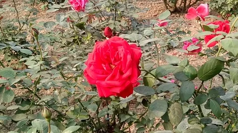 Rose garden Stock Footage 126753441