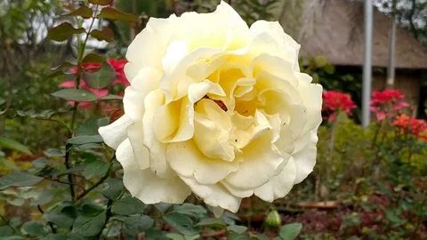 Rose in a Garden Stock Footage 126952220