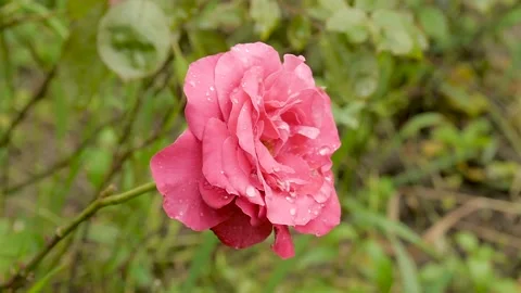 Rose in the garden Stock Footage 136549849