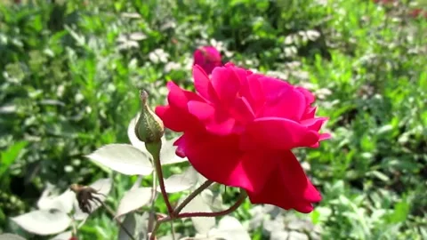 Rose in garden Video stock 154410493