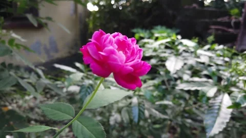 Rose in the garden Stock Footage 161940250