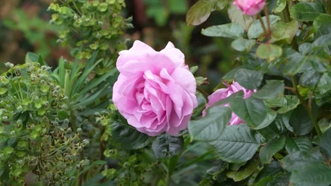 Rose in the garden Stock Footage 310895870