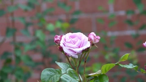 Rose in the garden Stock Footage 310895875