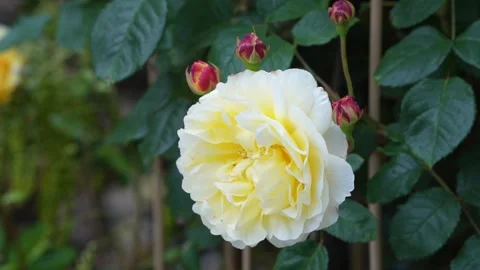 Rose in the garden Stock Footage 310895882
