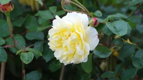 Rose in the garden Stock Footage 310895889