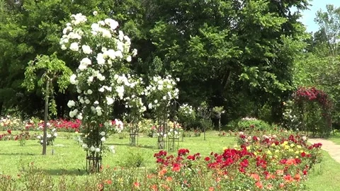 Rose garden 스톡 동영상 334861236