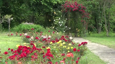 Rose garden 動画素材 334861333