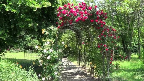 Rose garden Stock Footage 338080801