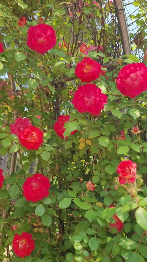 Rose Garden Full Bloom Daebudo Stock Footage 330357975