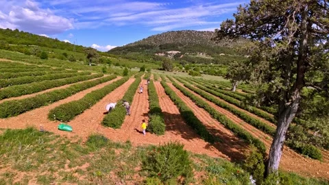 Rose Garden Harvesters Stock Footage 337877382