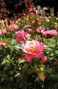 Rose garden Stock Photos