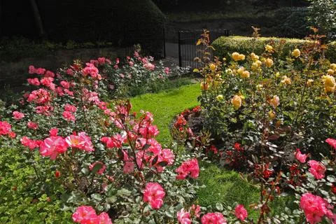 Rose garden Stock Photos