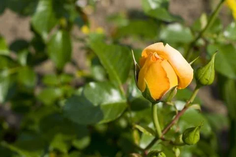 Rose in the garden Stock Photos