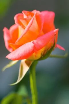 Rose in the garden Stock Photos
