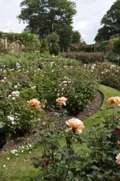 Rose garden Stock Photos