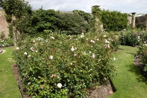 Rose garden Stock Photos