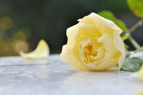 Rose in garden Stock Photos