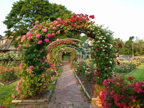 Rose garden Stock Photos