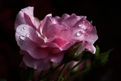 Rose in the garden Stock Photos