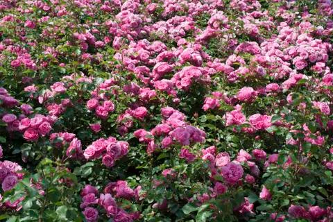 Rose Garden Stock Photos