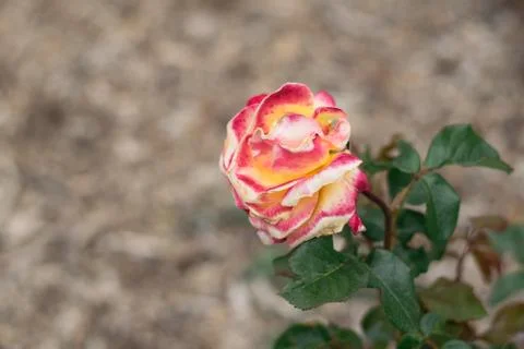 Rose in a garden. Stock Photos