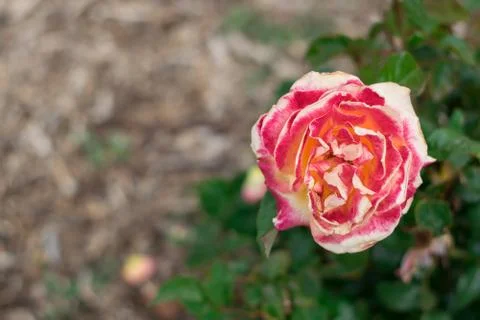 Rose in a garden. Stock Photos