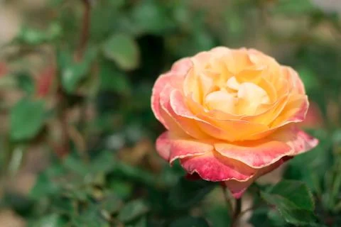 Rose in a garden. Stock Photos