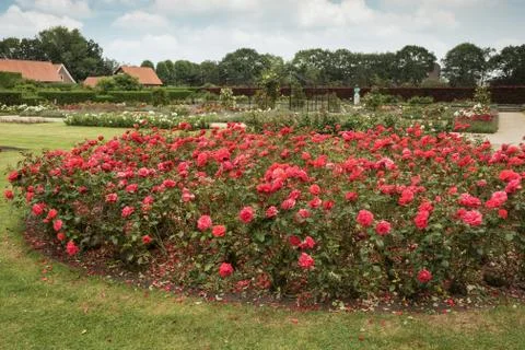 Into the rose garden Stock Photos