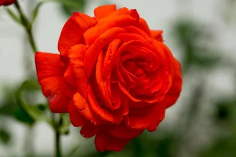 Rose in the Garden Stock Photos