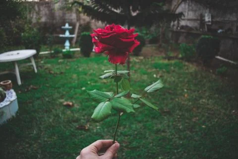 A rose in the garden 写真素材