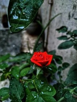 Rose in the garden Stock Photos
