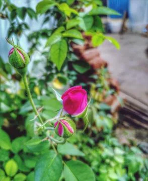 Rose on the garden Stock Photos