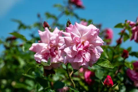 Rose Garden Stock Photos